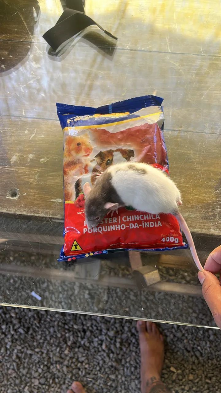 Ratos  - Foto 2