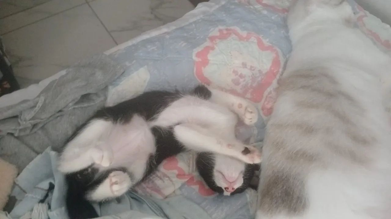 2 gatinhos machos - 3 messes - Foto 3