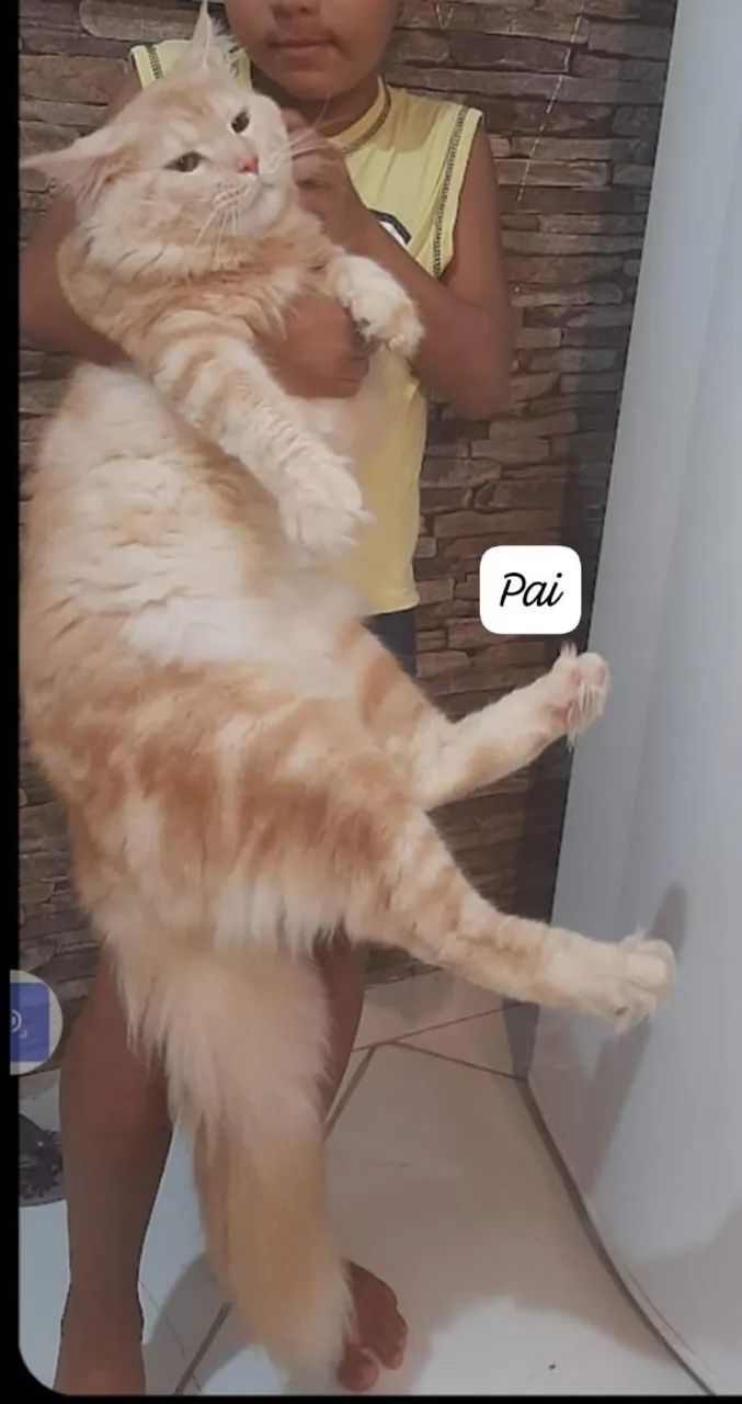 Filhote Maine Coon  - Foto 5