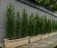 Plantas - Foto 5