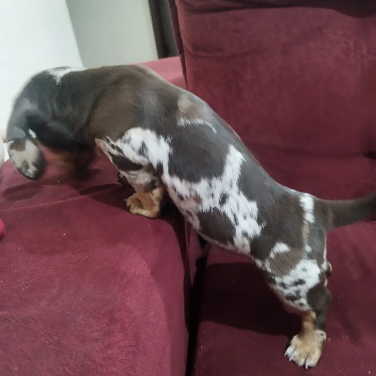 Teckel MACHO ARLEQUIM CHOCOLATE  - Foto 4