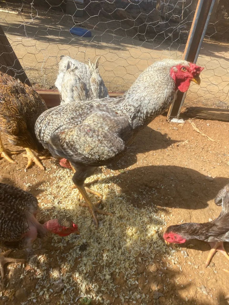 Galo Suro e três galinhas. - Foto 2