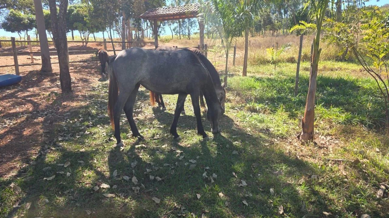 POTRA MANGALARGA MARCHADOR REGISTRADA - Foto 2