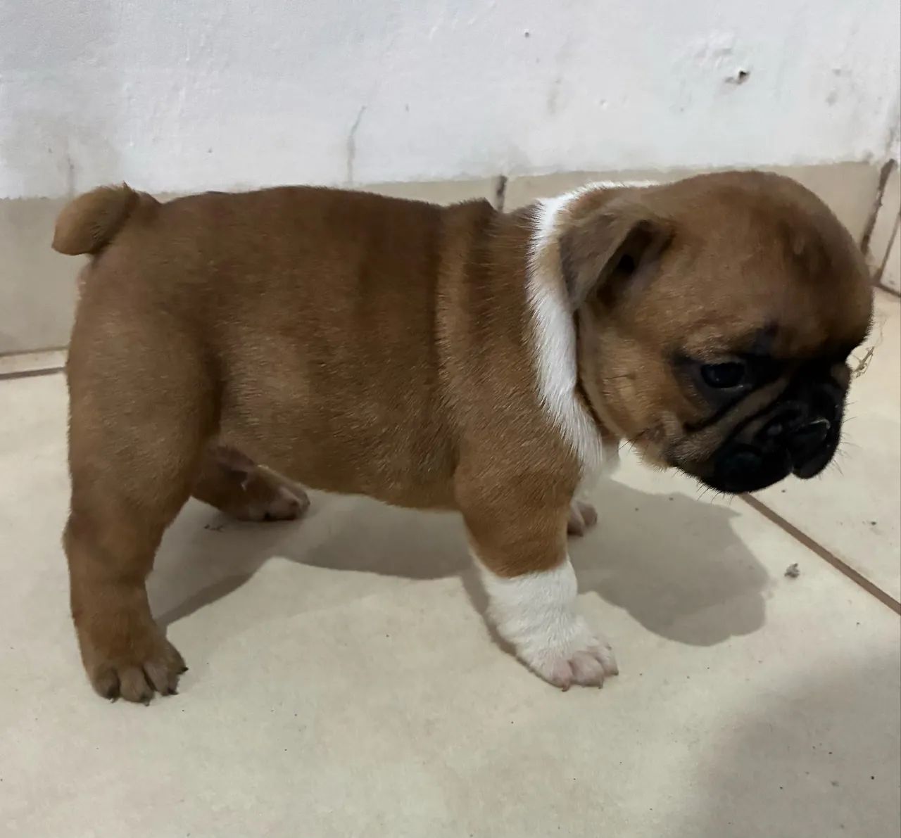 Bulgog francês 