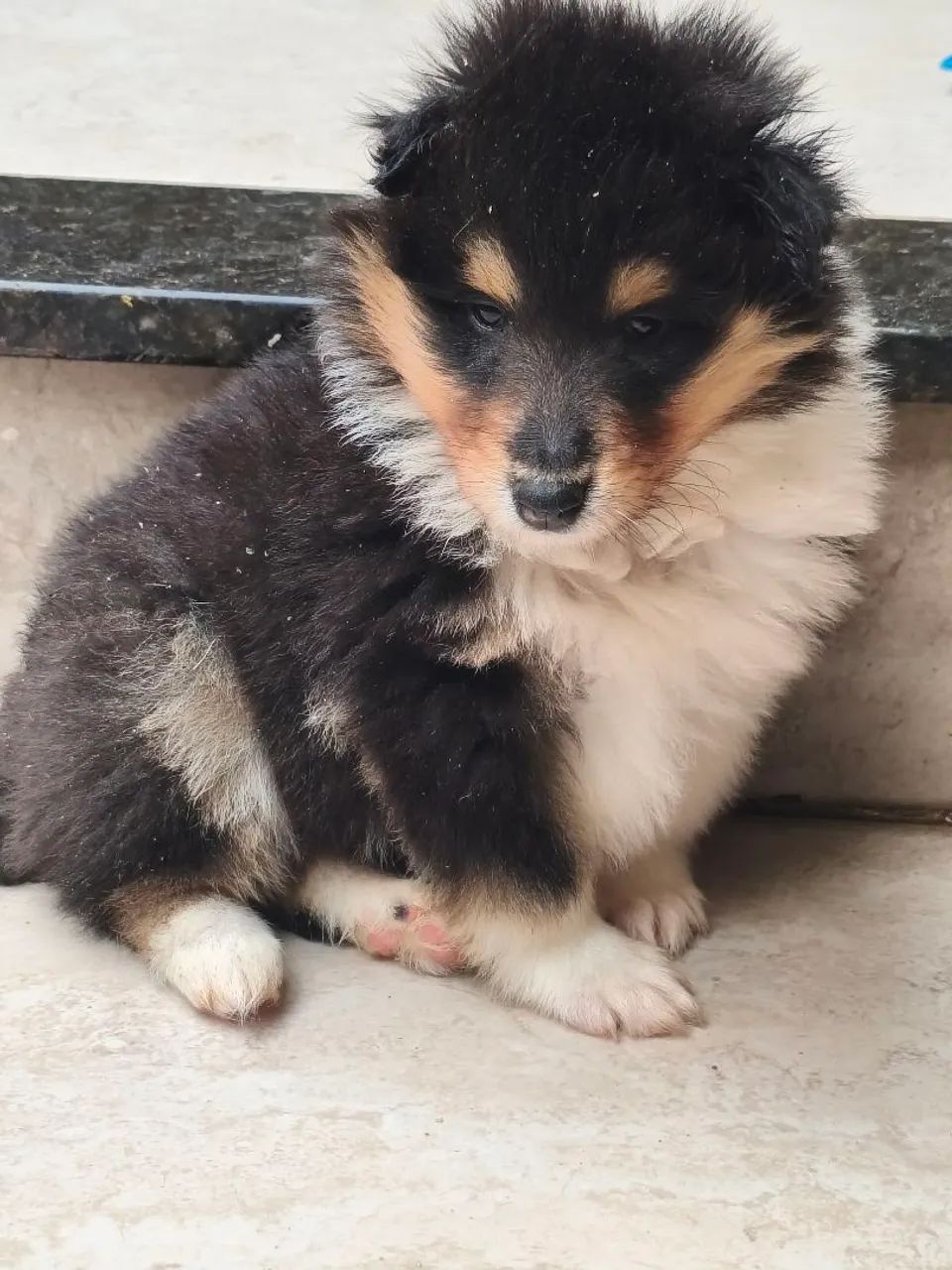 Collie pelo longo (rough collie) - Lassie - Foto 5