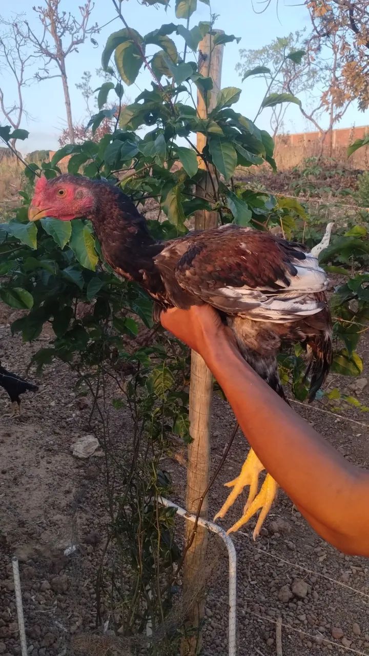 Frango Índio gigante - Foto 3