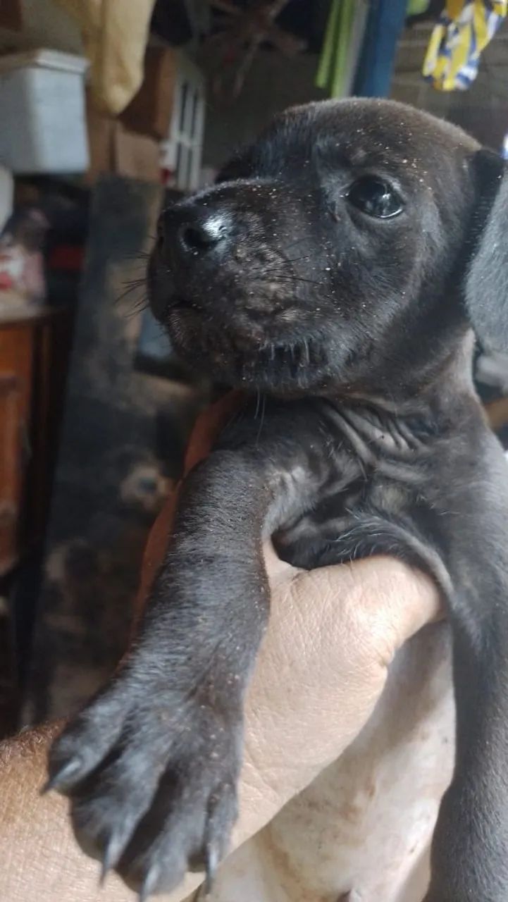 Doação porte pequeno  - Foto 5