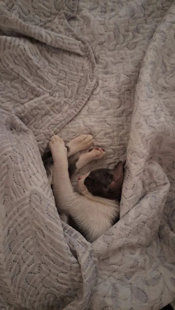 Gato  - Foto 5