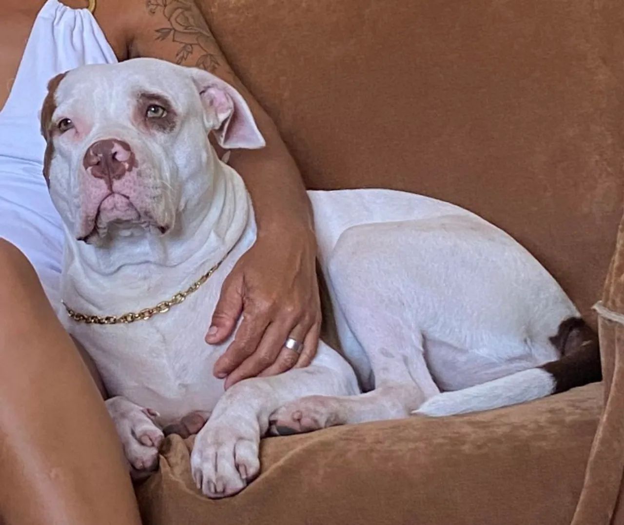 Filhotes de pitbull  - Foto 4