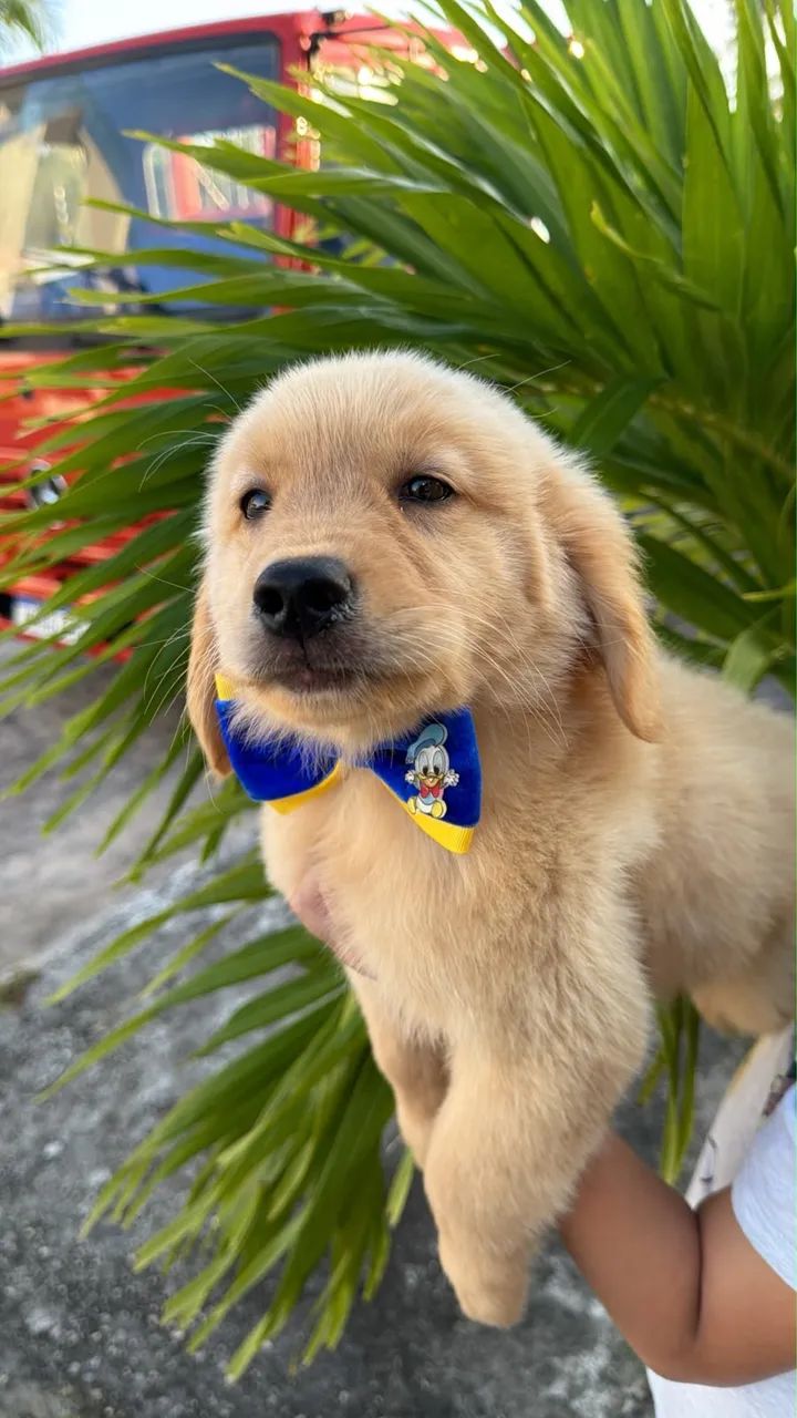 GOLDEN RETRIEVER 