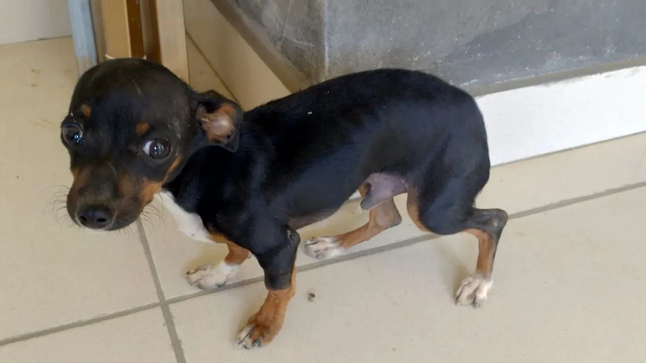 Pinscher 1 macho  - Foto 3