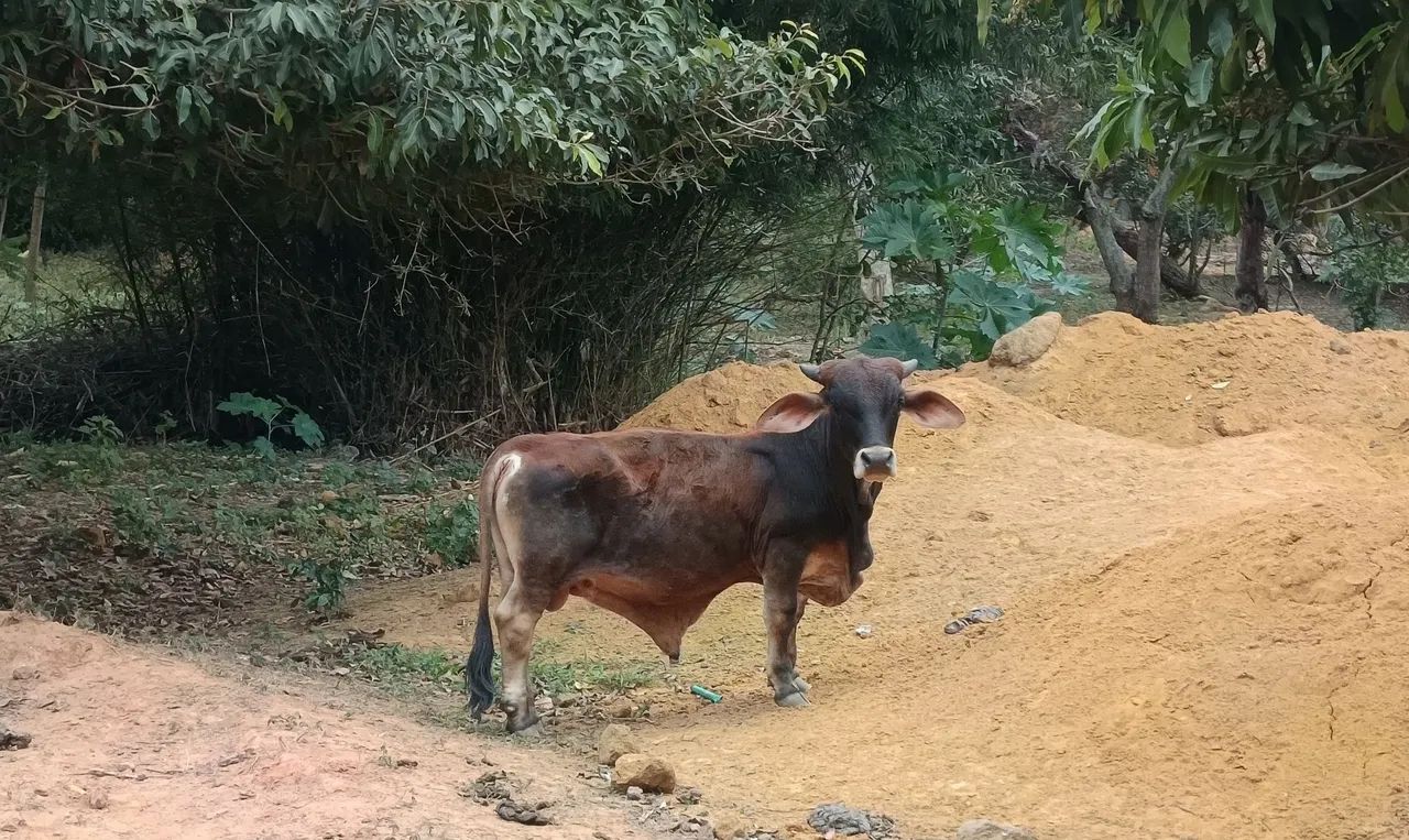 Mini boi