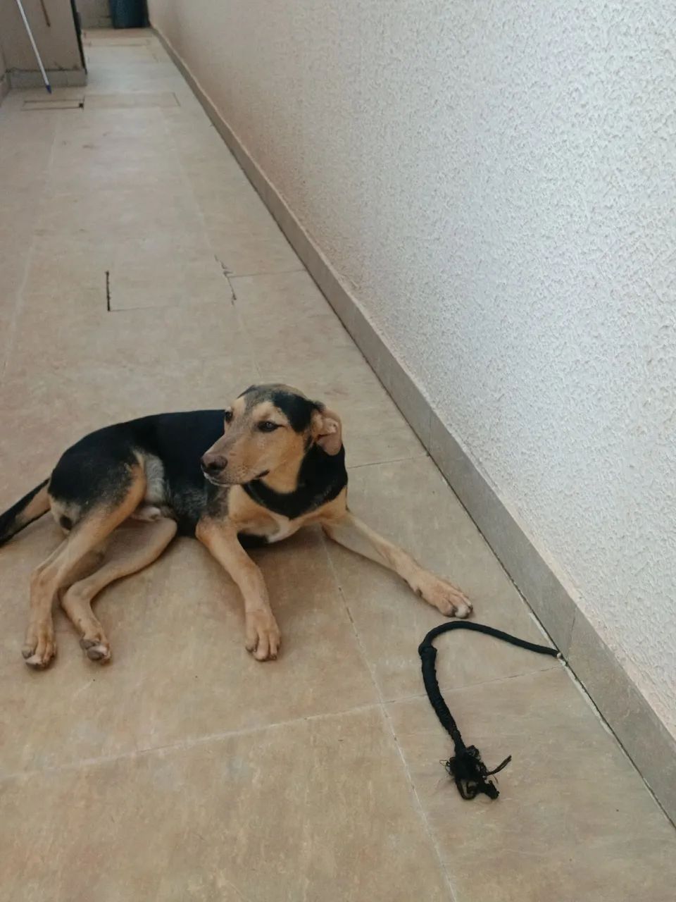 Cachorro para doação  - Foto 3