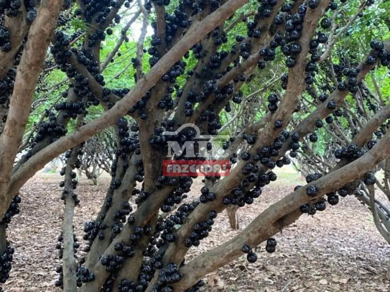 Chacara 4,3 hectares Hidrolandia - GO