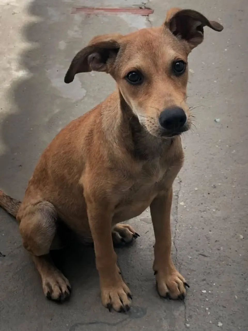 Adoção  - Foto 2