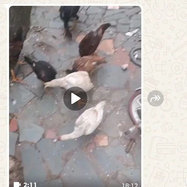 Vendo 7 frango 260 tudo 