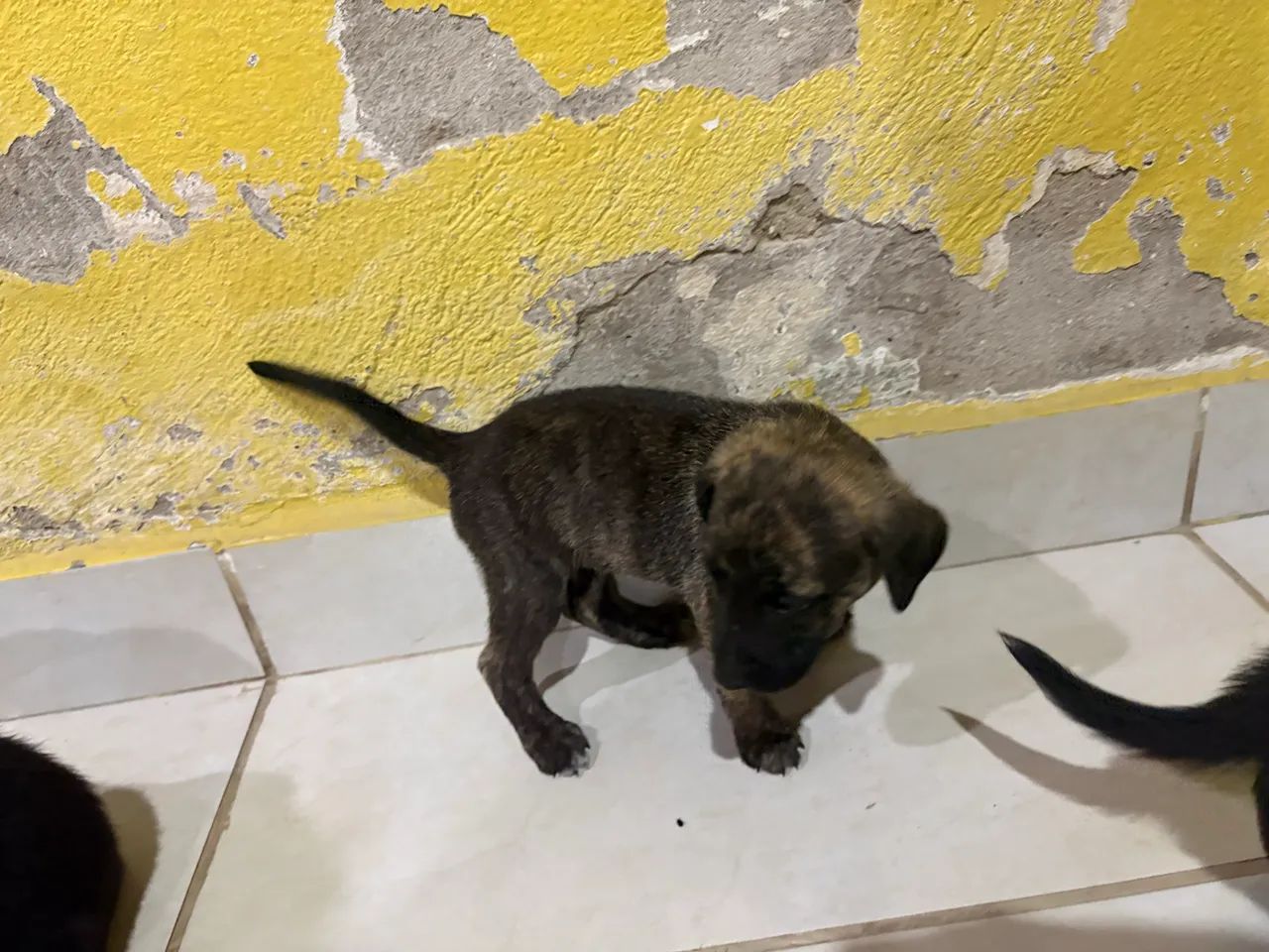 Filhotes de Pastor com Dalmata - Foto 3