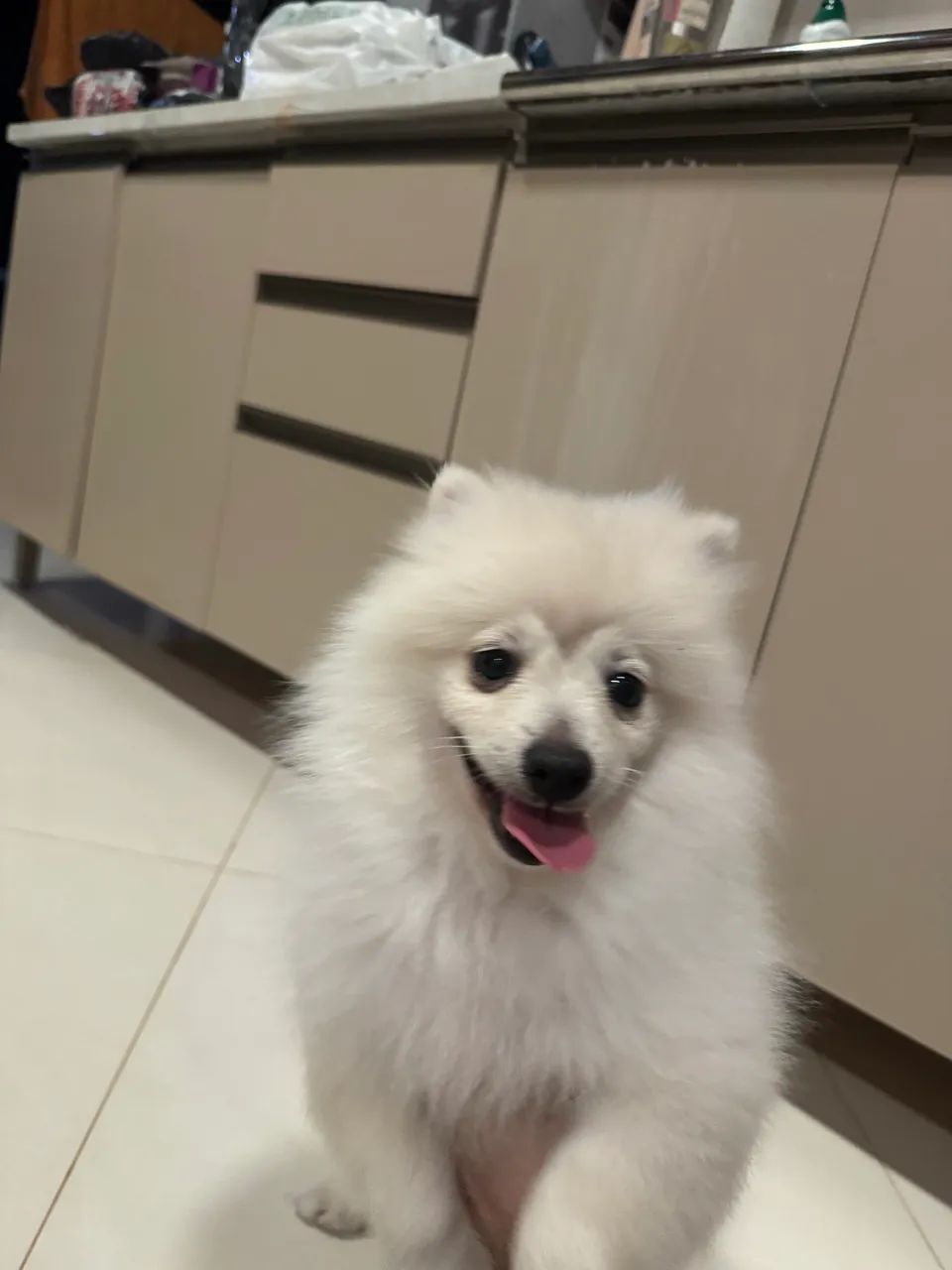 Filhote Spitz Alemão  - Foto 4