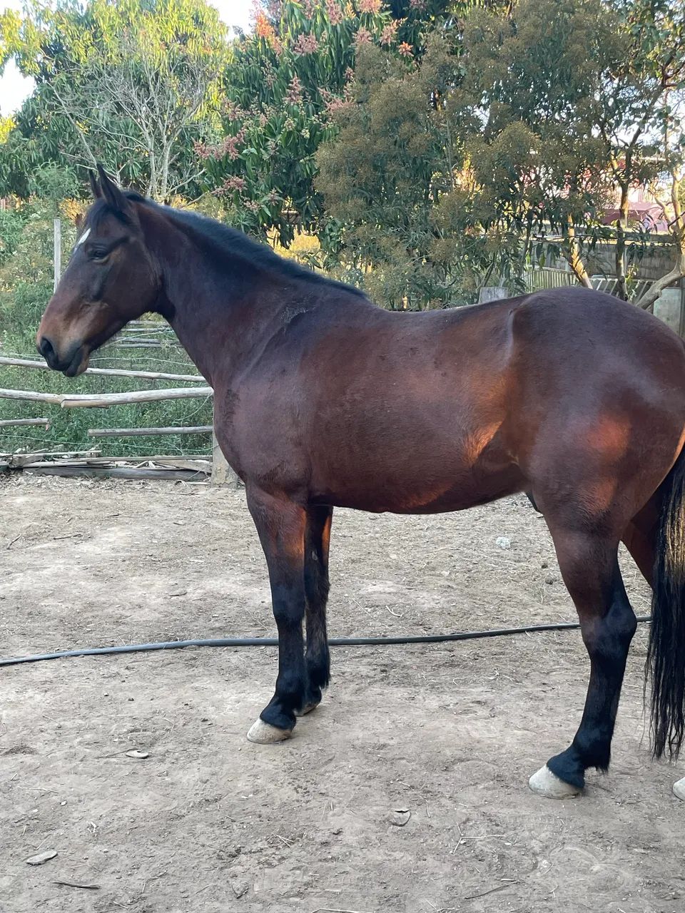 Cavalo 