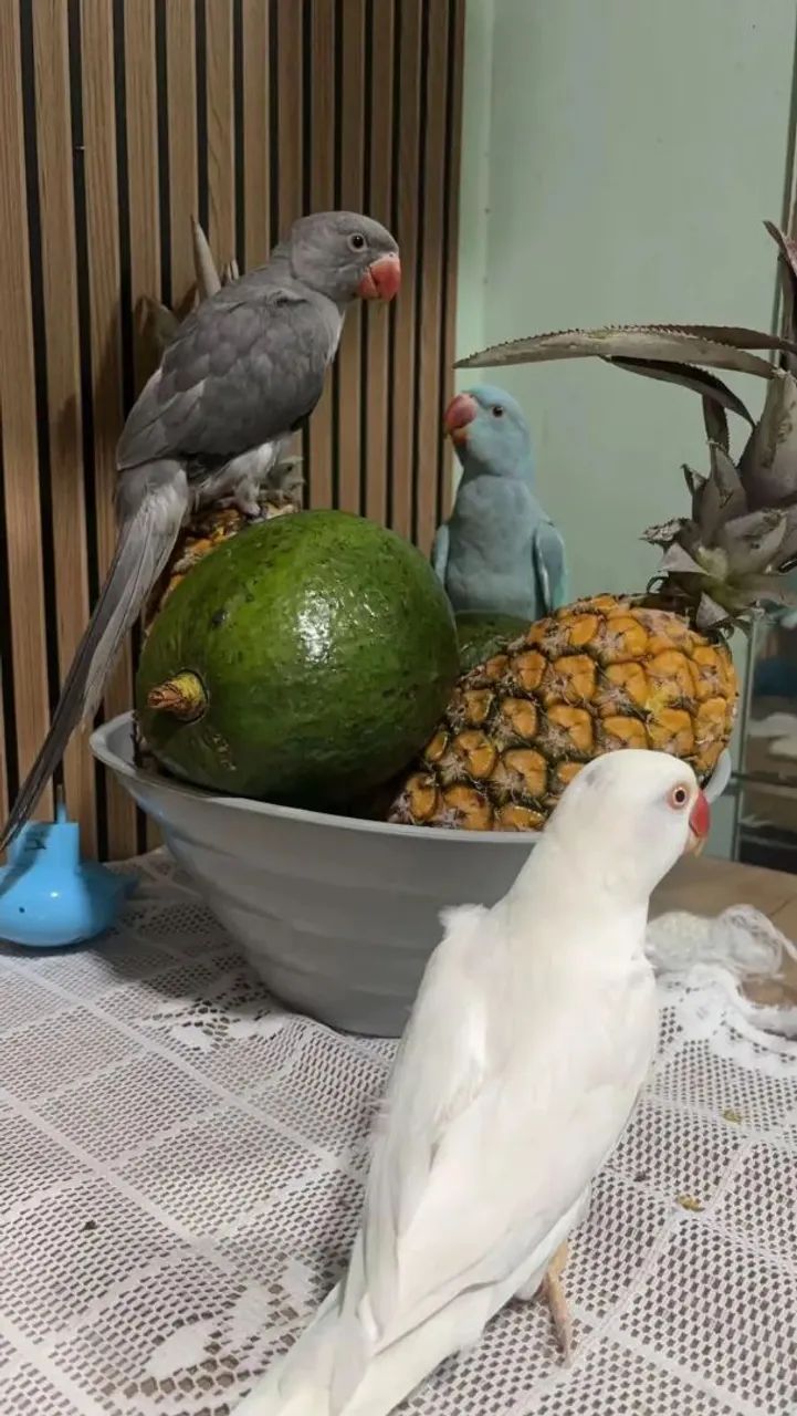 Bebedouro  - Foto 2