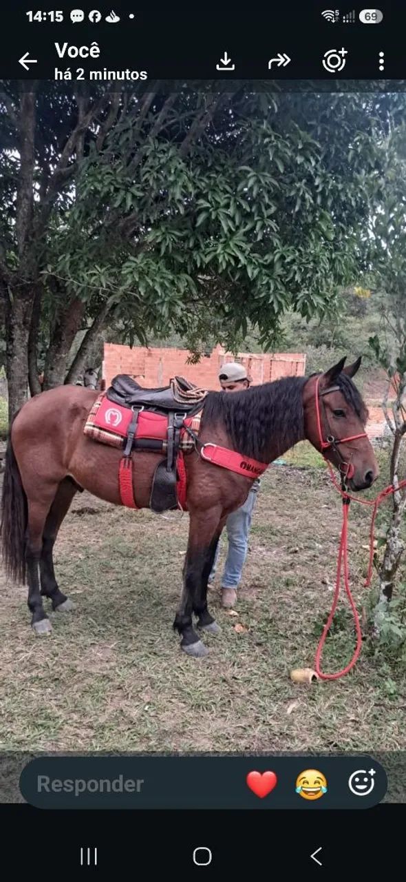 Cavalo 