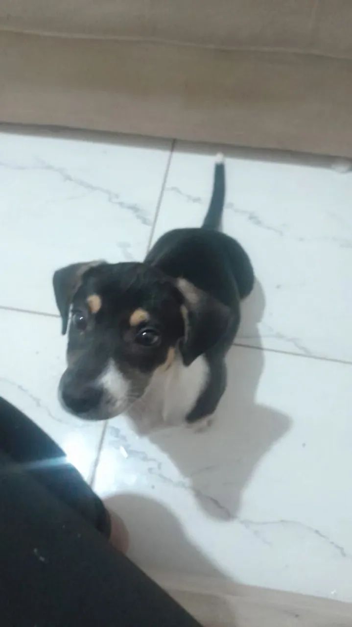 Adoção cachorrinho 