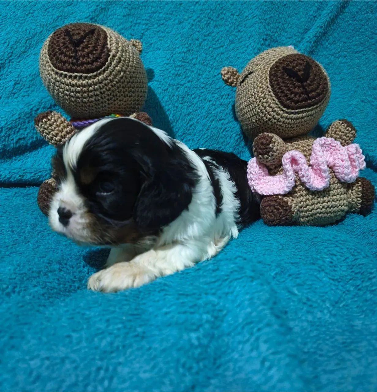 Cavalier King Charles Spaniel  - Foto 3