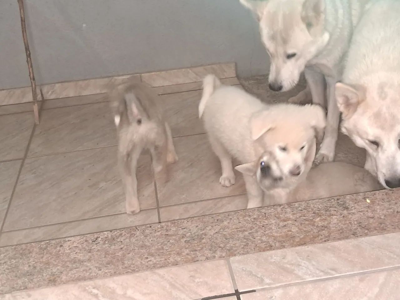 Filhotes de Akita - Foto 5