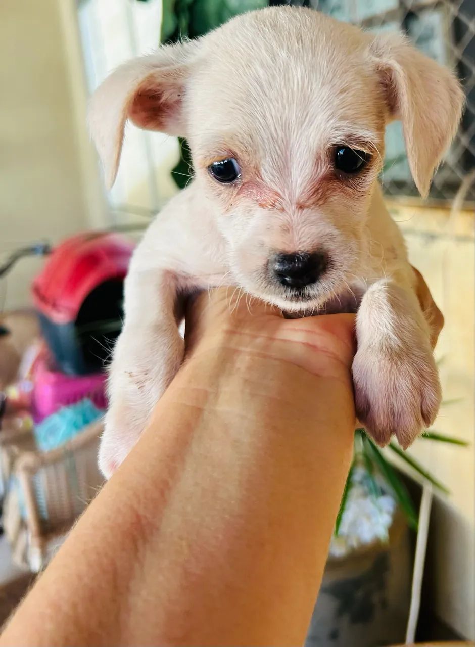 ADOTE COM AMOR!  - Foto 4