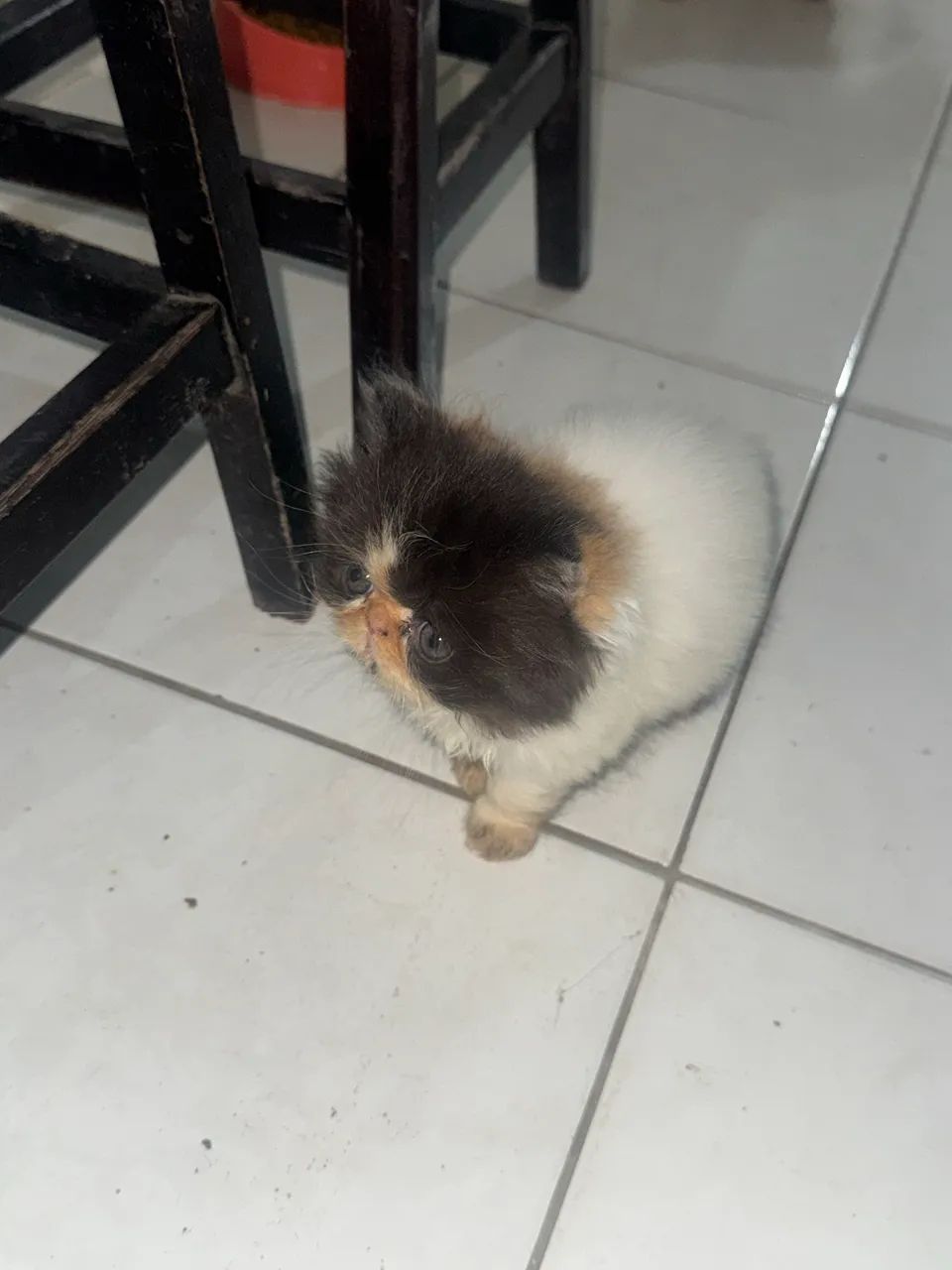 Gato persa 