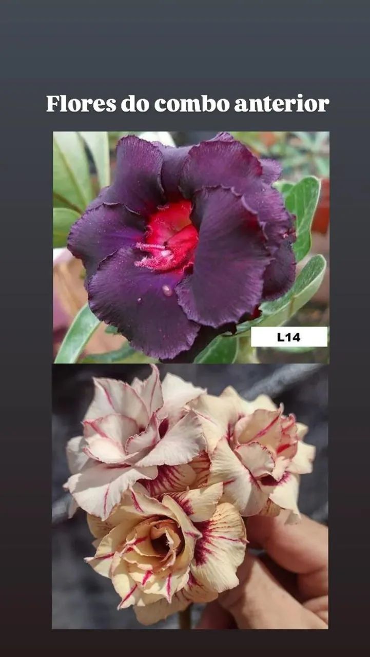 Combo baratex rosa do deserto com 2 