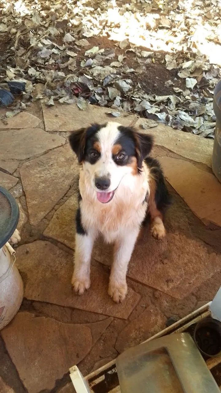 Pastor australian Shepherd  - Foto 2