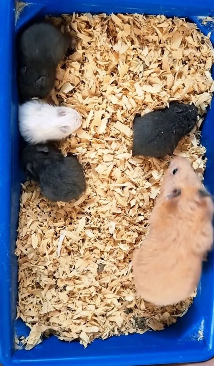 Hamster sírio 