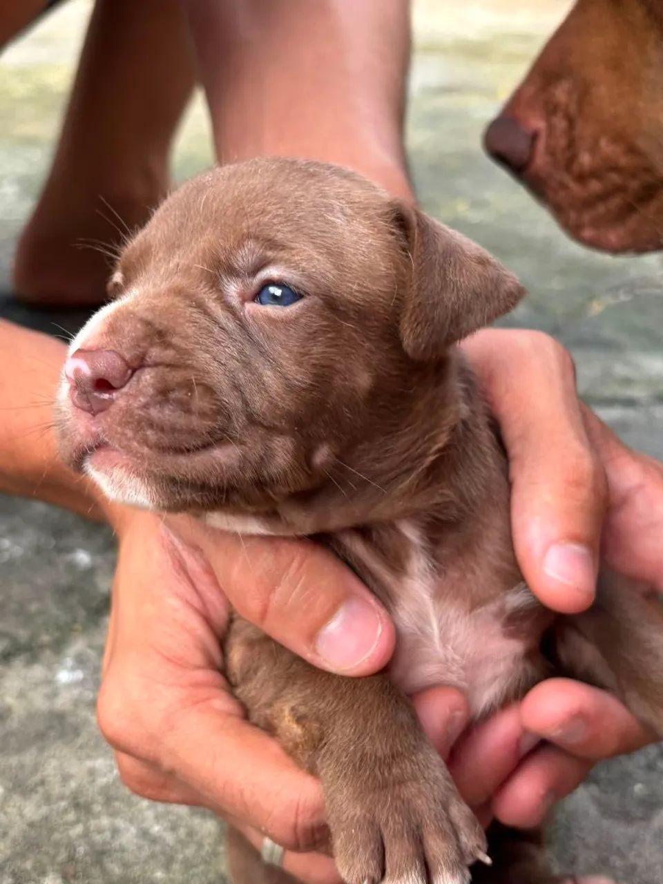 Cachorro Pit monster  - Foto 3