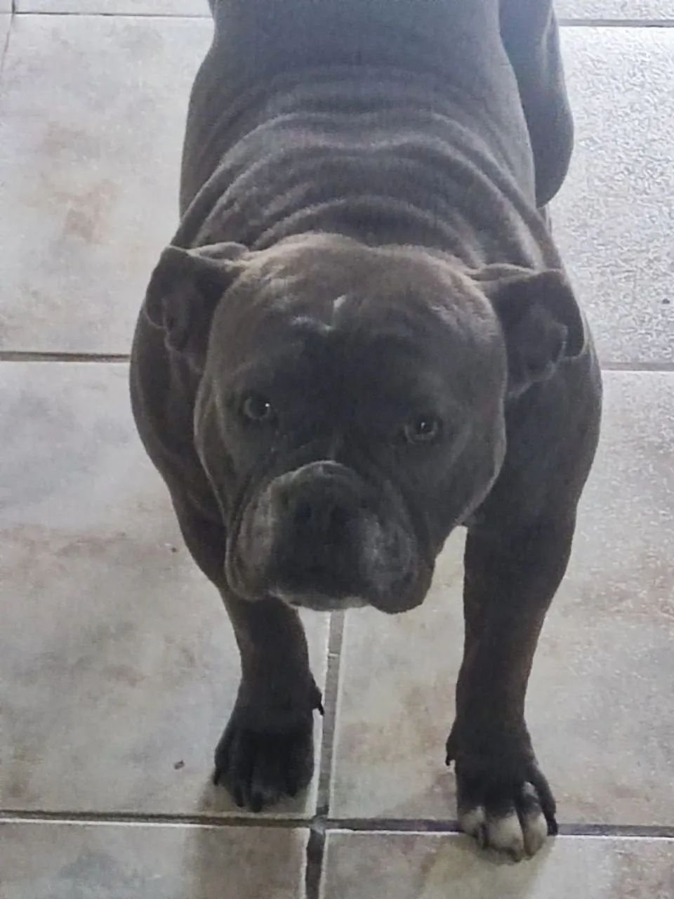 Vendo American bully