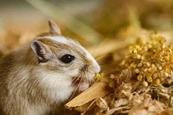 Gerbil (Esquilo da Mongólia) 