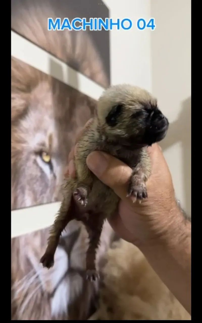 Pug  - Foto 2