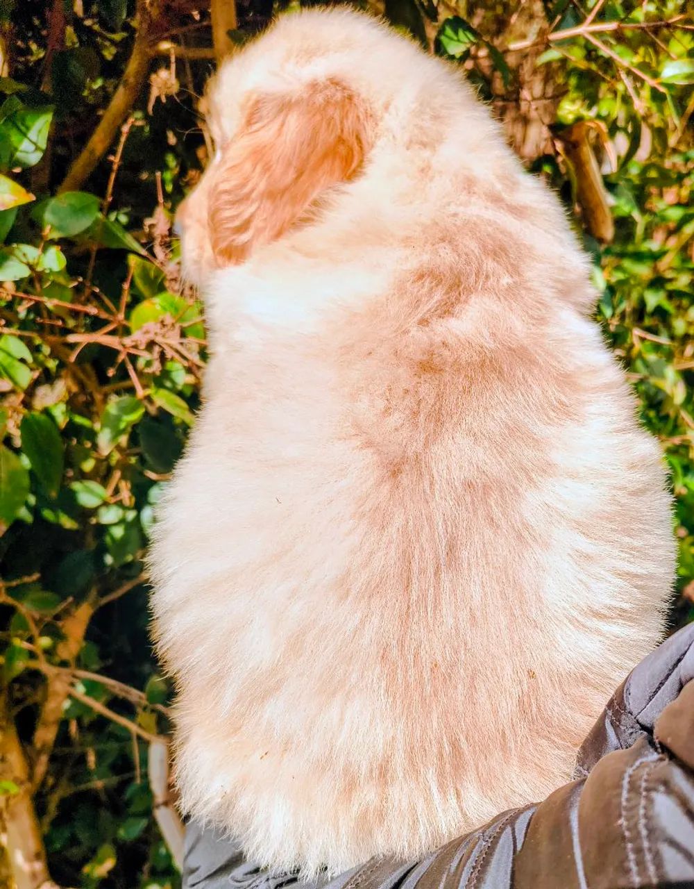 Golden Retriever Lindos Filhotes Top!!!  - Foto 3