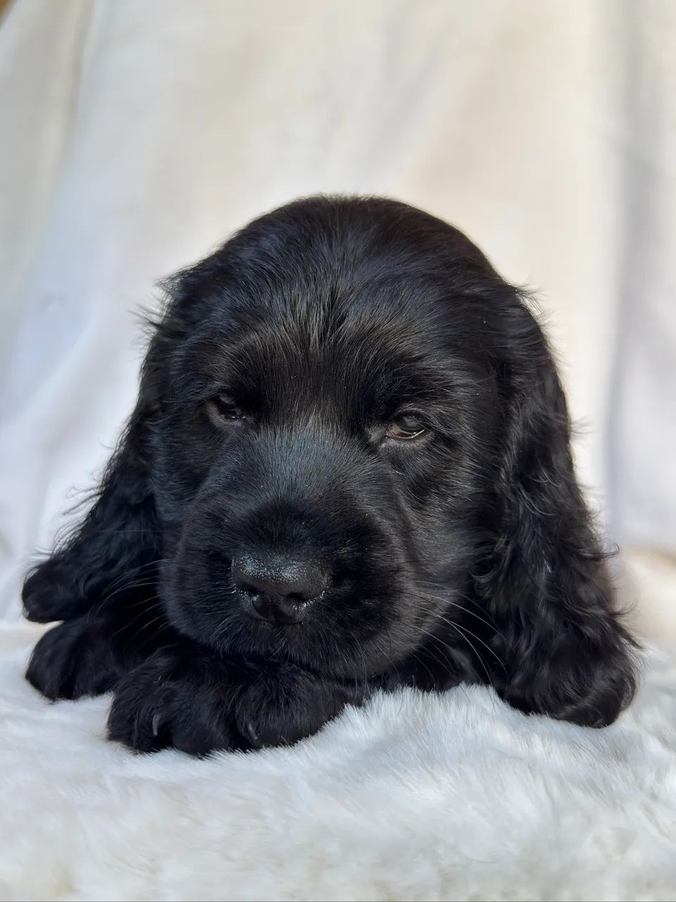 Cocker Spaniel Inglês  - Foto 3
