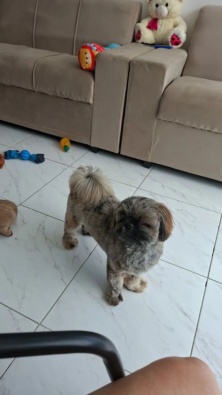 Cachorro ? 