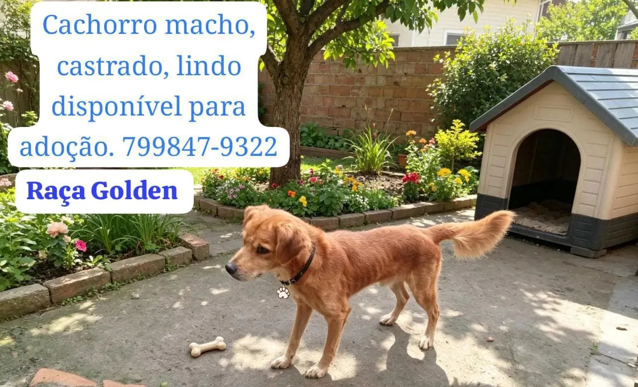 Pets para adoção! - Foto 3