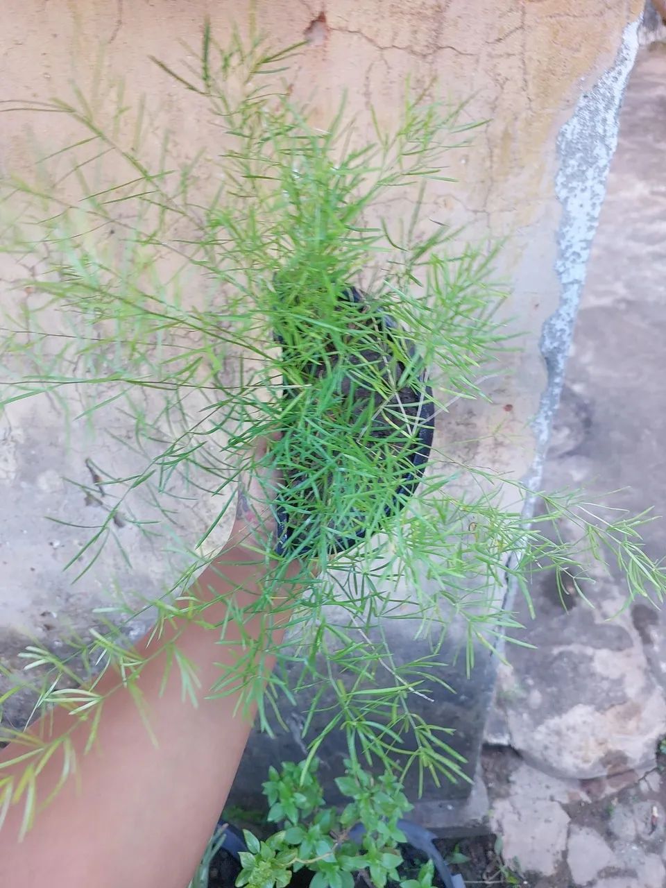 Planta Aspargo Alfinete - Foto 2