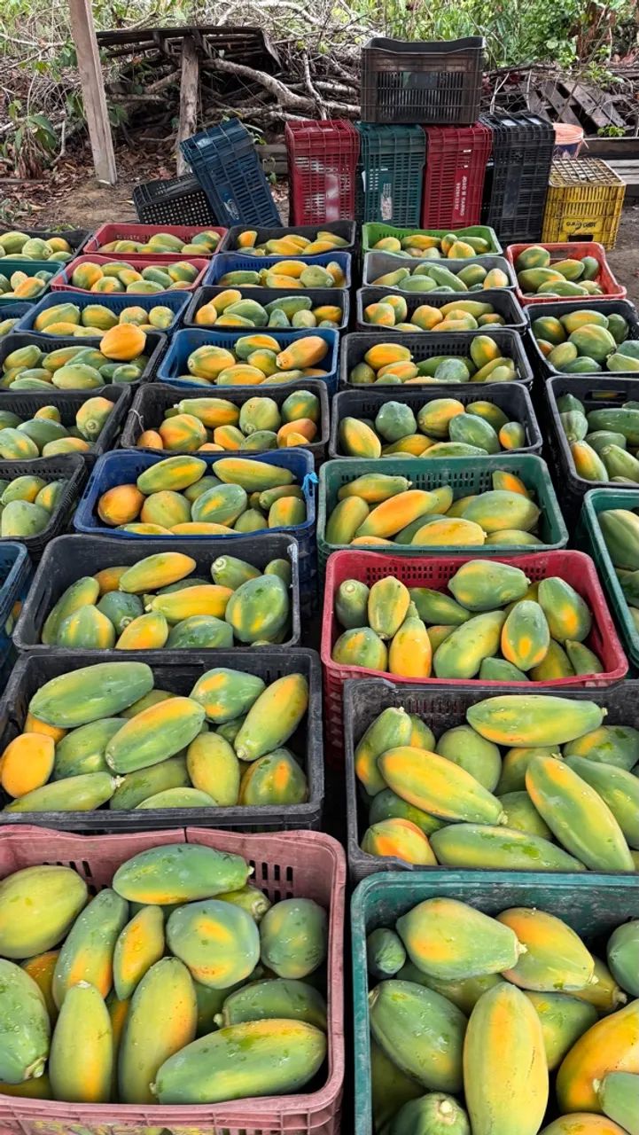 Caixa de Mamão  - Foto 3