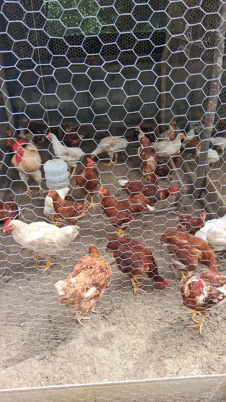 Frangos e Galos Caipira 