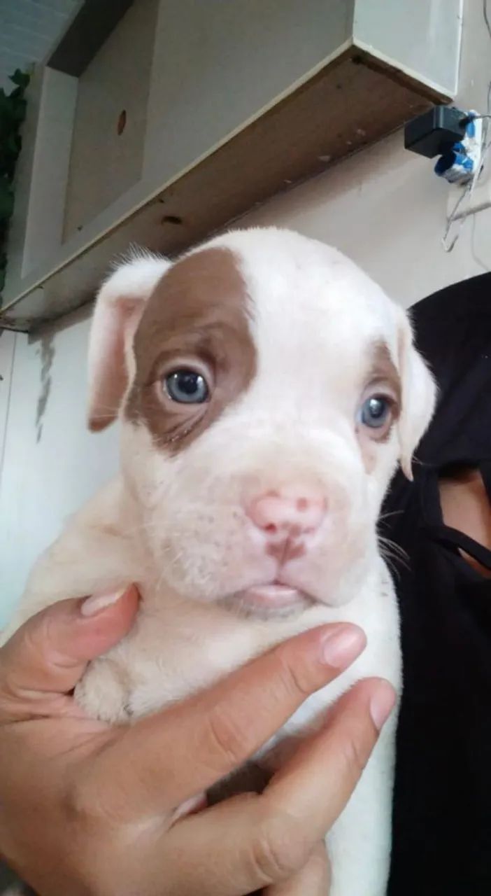 Vendo filhotes de Pitbull  - Foto 3