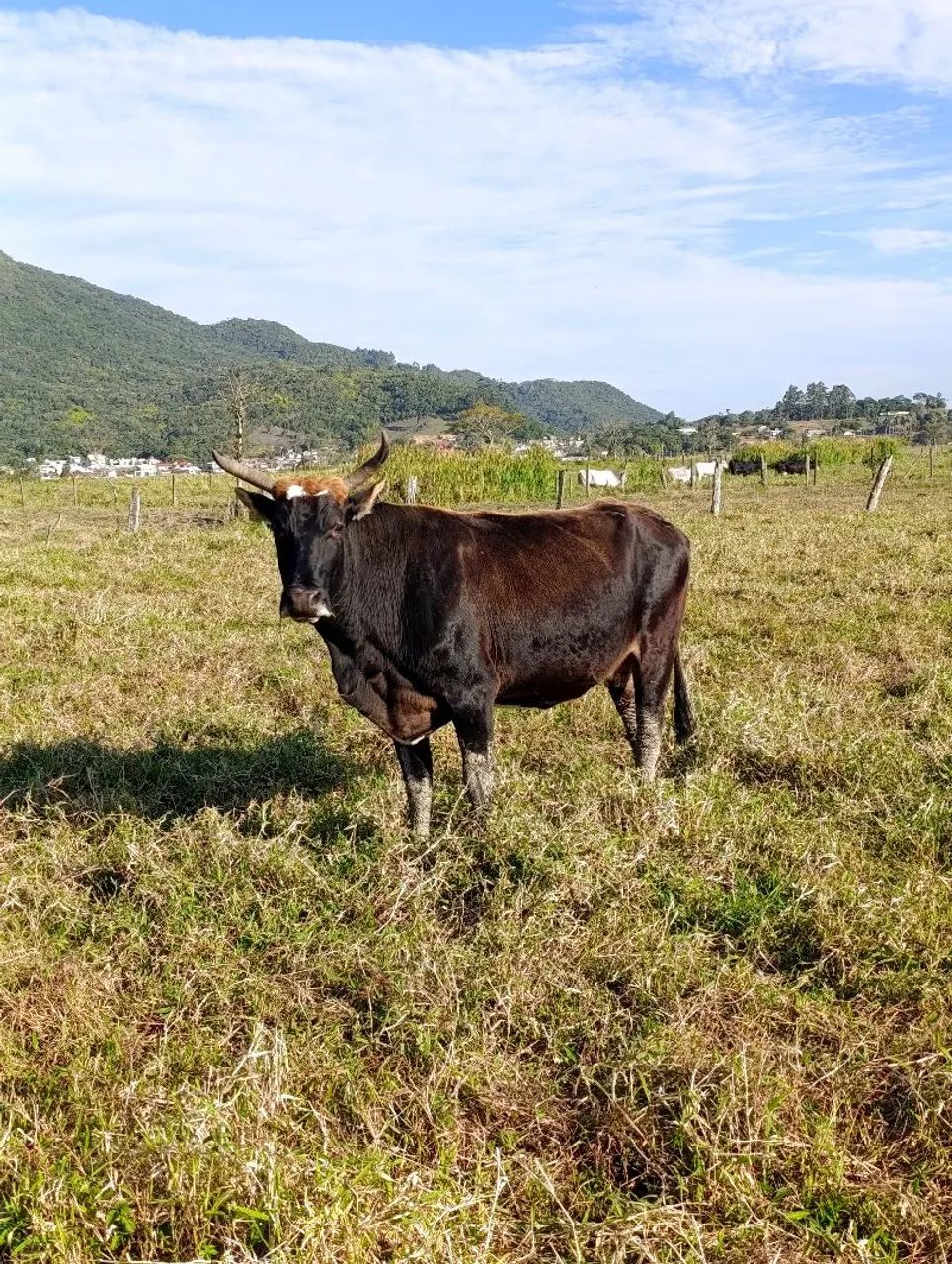 3 vacas mestiças a 9.5 R$ o kg