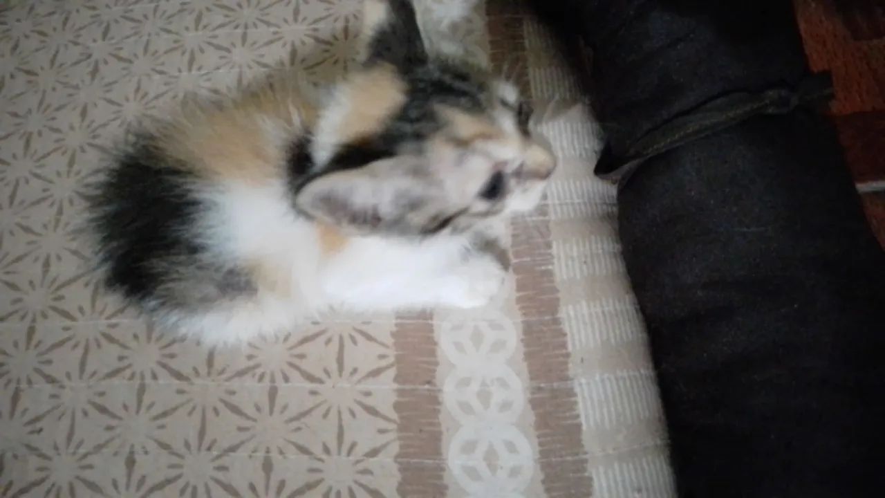 Gatinha futuramente castrada - Foto 3
