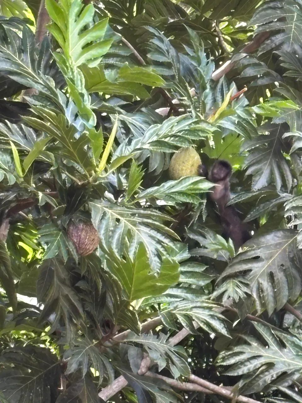 Chácara Uma Floresta - Foto 2