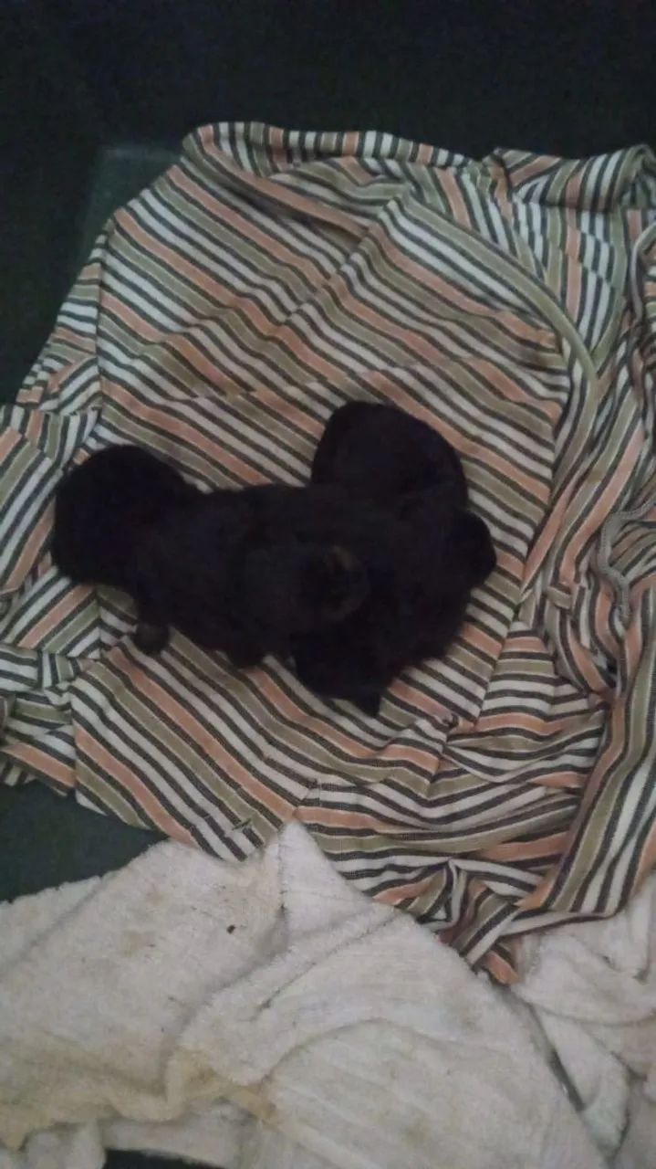 Filhotes de pinscher macho, R$400,00 - Foto 2
