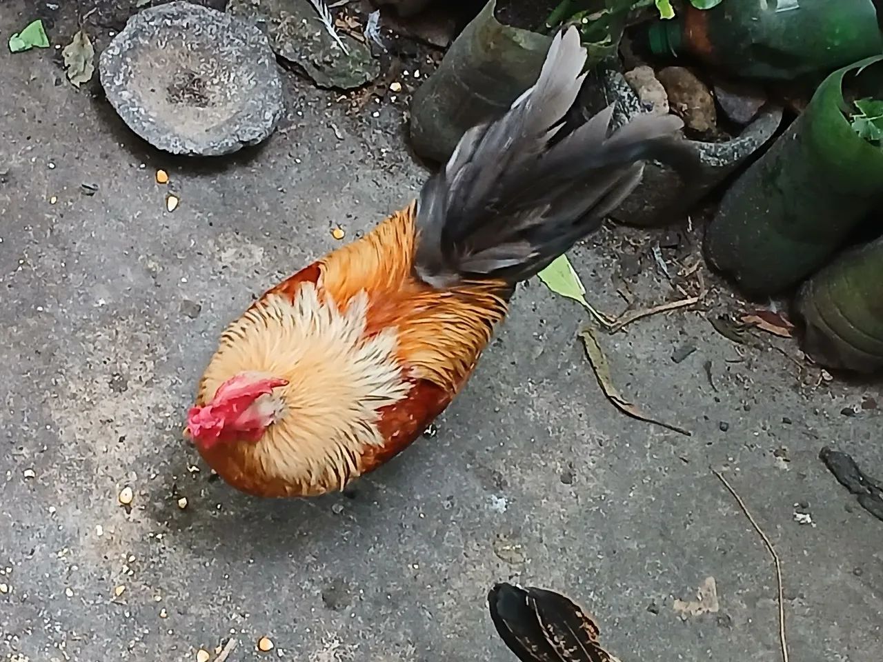 Galos ? garnizer  - Foto 4